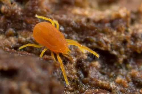Réf. 249 124 : Labidostomma luteum